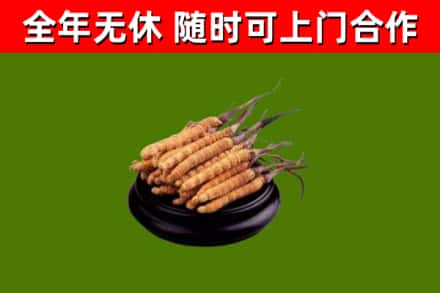汝城回收散虫草